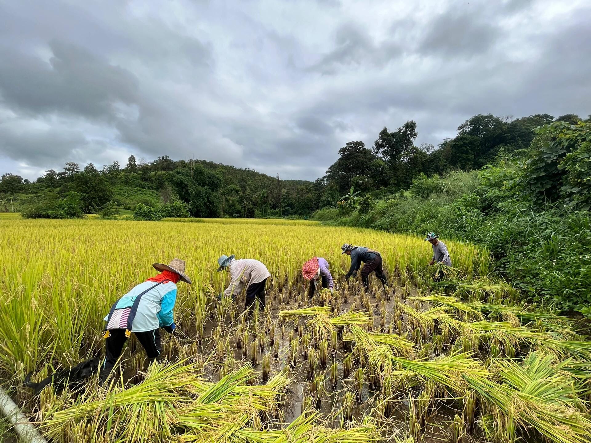 Câu chuyện khách hàng nông nghiệp Chị Lan Dola Dong